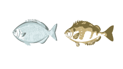 イスズミとアイゴのイラスト